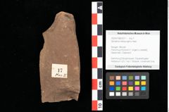 Foto (Objekt + Etikett) von Sphaeria interpungens Heer (NHMW-GEO-2024-0188-0017)